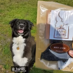 Dog sitting and waiting for a Bar46 Farms all-natural beef treat